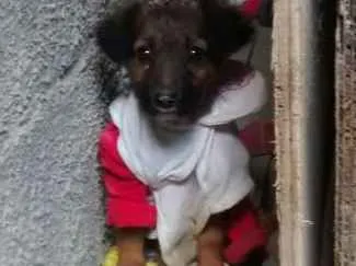 Cachorro ra a vira lata idade Abaixo de 2 meses nome não tem