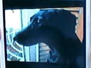Cachorro raça Labrador idade 7 a 11 meses nome neguinha