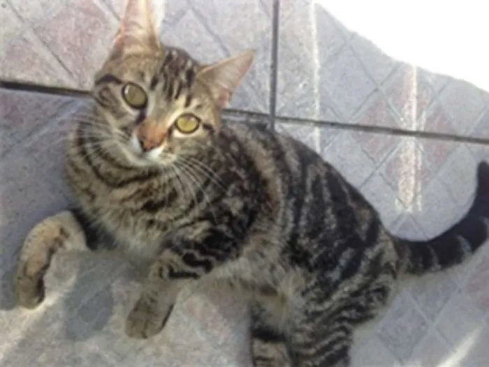 Gato ra a Vira lata idade 2 a 6 meses nome Meg