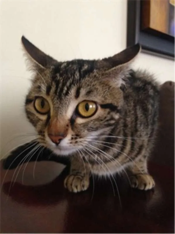 Gato ra a Vira lata idade 2 a 6 meses nome Meg