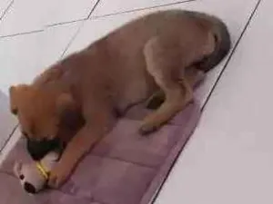 Cachorro raça SRD idade 2 a 6 meses nome Mitocôndria