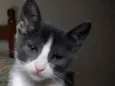 Soluço 