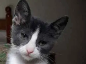 Gato raça SRD idade Abaixo de 2 meses nome Soluço 