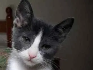 Gato ra a SRD idade Abaixo de 2 meses nome Soluço 