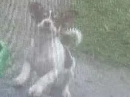 Cachorro raça SRD idade 2 a 6 meses nome Spaik