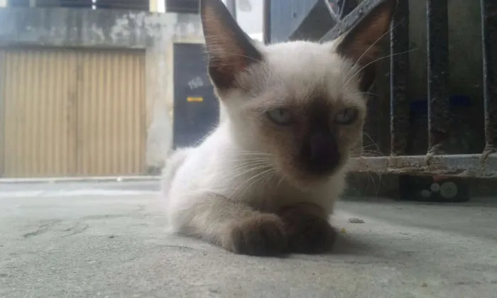 Gato ra a mistura idade 2 a 6 meses nome Amor para recordar