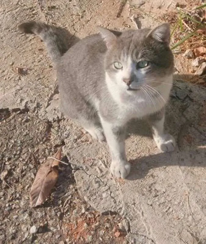 Gato ra a Short hair idade 1 ano nome Gordo