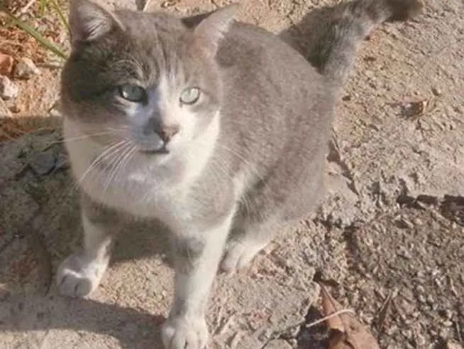 Gato ra a Short hair idade 1 ano nome Gordo