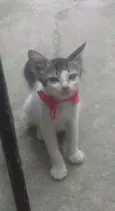 Boa menina