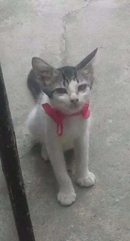 Gato ra a misturada idade 2 a 6 meses nome Boa menina