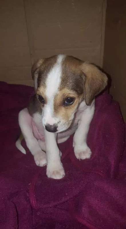 Cachorro ra a sem raça definida idade Abaixo de 2 meses nome não tem