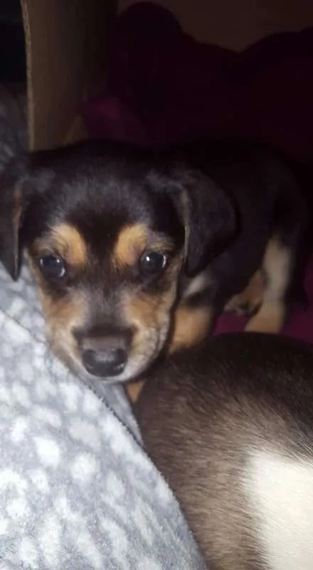 Cachorro ra a sem raça definida idade Abaixo de 2 meses nome não tem