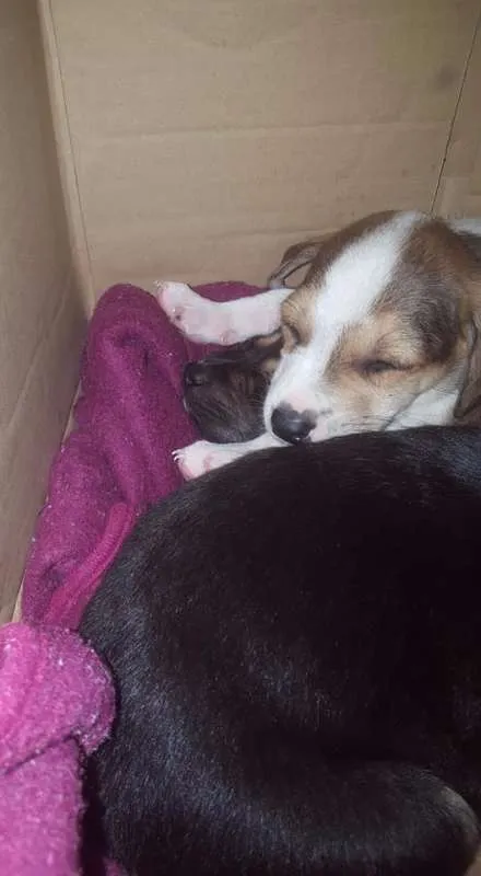 Cachorro ra a sem raça definida idade Abaixo de 2 meses nome não tem