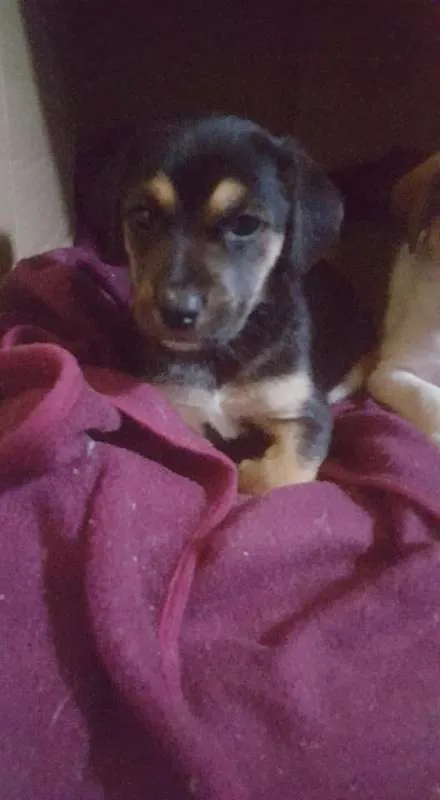 Cachorro ra a sem raça definida idade Abaixo de 2 meses nome não tem