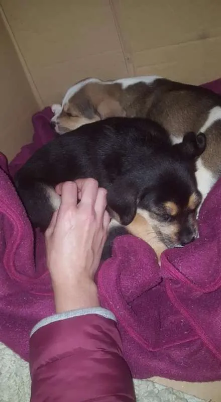 Cachorro ra a sem raça definida idade Abaixo de 2 meses nome não tem