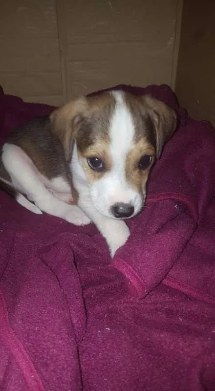 Cachorro ra a sem raça definida idade Abaixo de 2 meses nome não tem