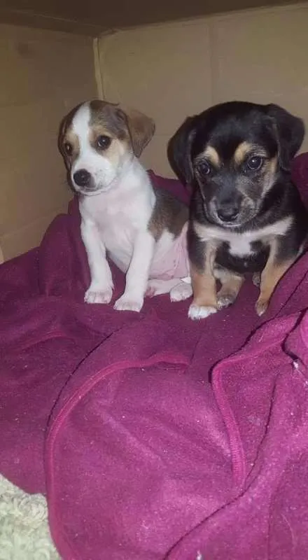 Cachorro ra a sem raça definida idade Abaixo de 2 meses nome não tem