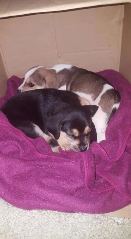 Cachorro ra a sem raça definida idade Abaixo de 2 meses nome não tem