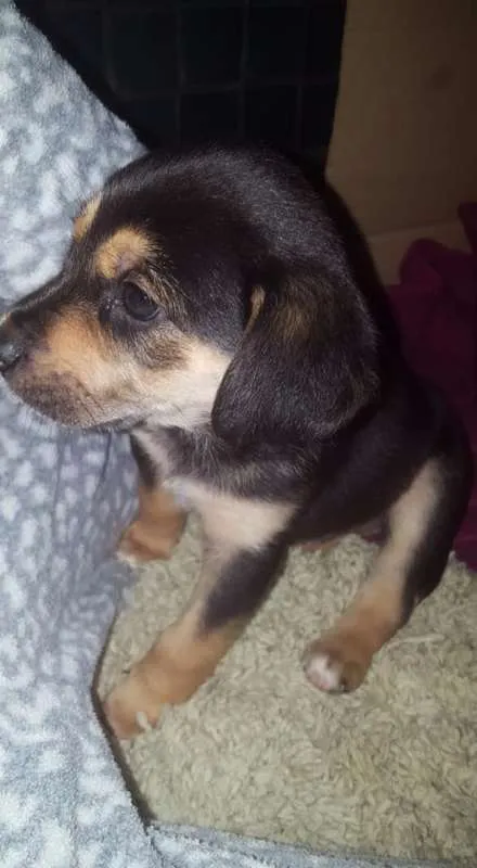 Cachorro ra a sem raça definida idade Abaixo de 2 meses nome não tem