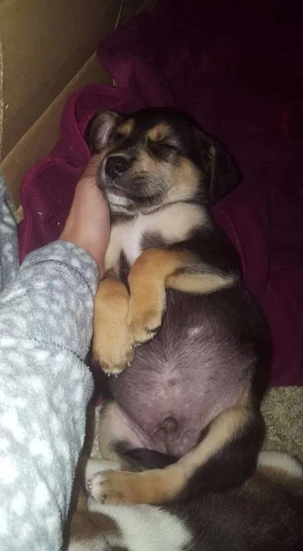 Cachorro ra a sem raça definida idade Abaixo de 2 meses nome não tem