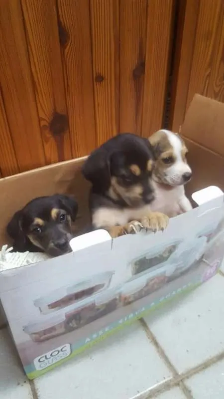 Cachorro ra a sem raça definida idade Abaixo de 2 meses nome não tem