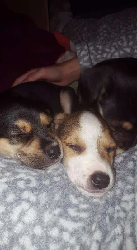 Cachorro ra a sem raça definida idade Abaixo de 2 meses nome não tem