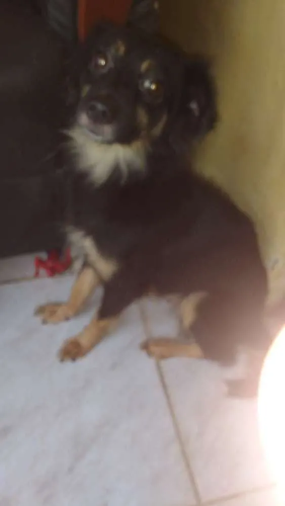 Cachorro ra a Vira lata  idade  nome Neguinha , chupeta ,chupetinha