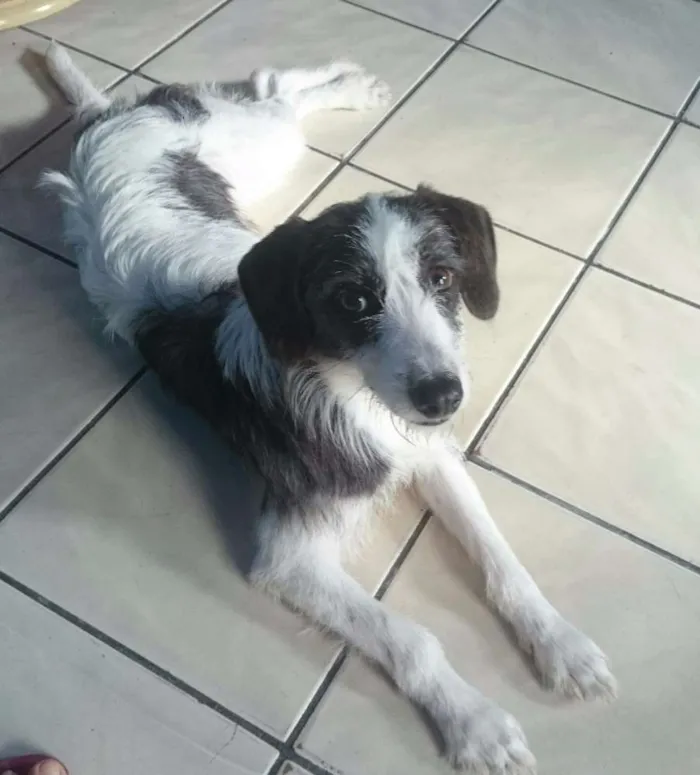 Cachorro raça Vira lata idade 7 a 11 meses nome Belinha
