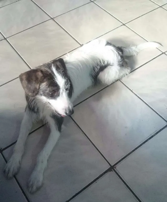 Cachorro raça Vira lata idade 7 a 11 meses nome Belinha