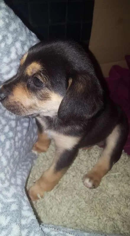 Cachorro raça SRD idade Abaixo de 2 meses nome não tem