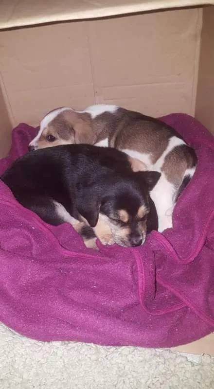 Cachorro raça SRD idade Abaixo de 2 meses nome não tem
