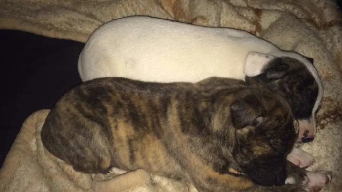 Cachorro ra a  idade  nome Mili