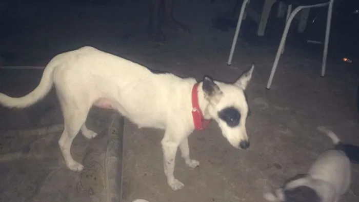 Cachorro ra a  idade  nome Mili