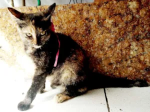 Gato raça não sei idade Abaixo de 2 meses nome Nana