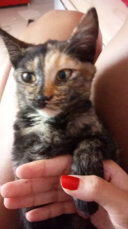 Gato raça não sei idade Abaixo de 2 meses nome Nana