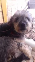 Pipoca
