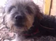 Pipoca