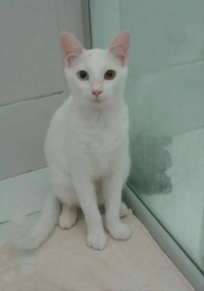 Gato raça E misturado  idade  nome Lili
