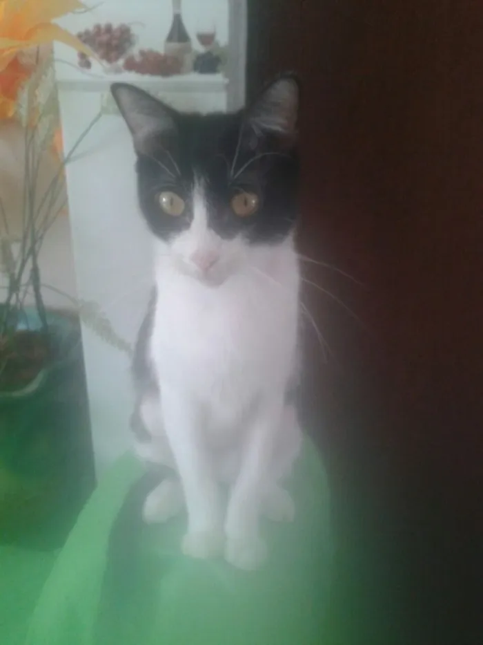 Gato raça E misturado  idade  nome Lili