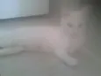 Lili
