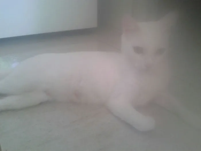 Gato raça E misturado  idade  nome Lili