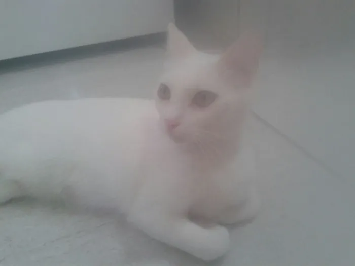 Gato raça E misturado  idade  nome Lili