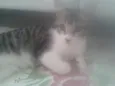 Lili