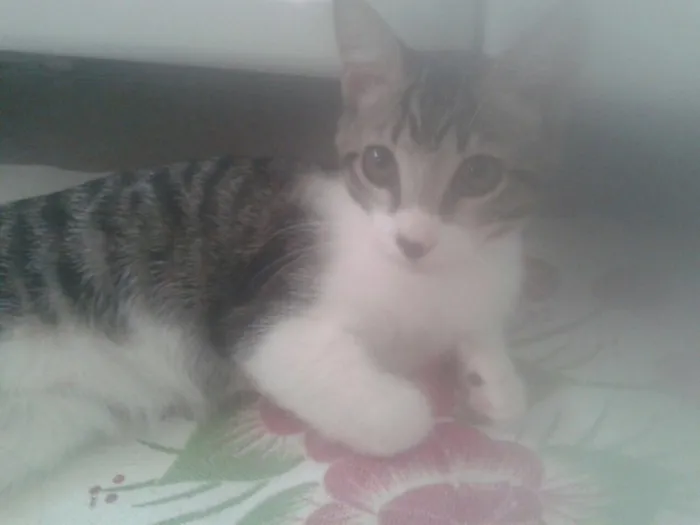 Gato raça E misturado  idade  nome Lili