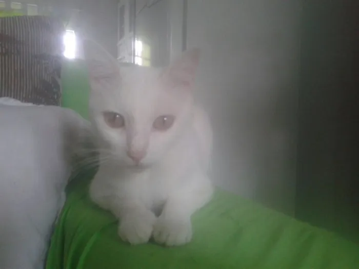 Gato raça E misturado  idade  nome Lili