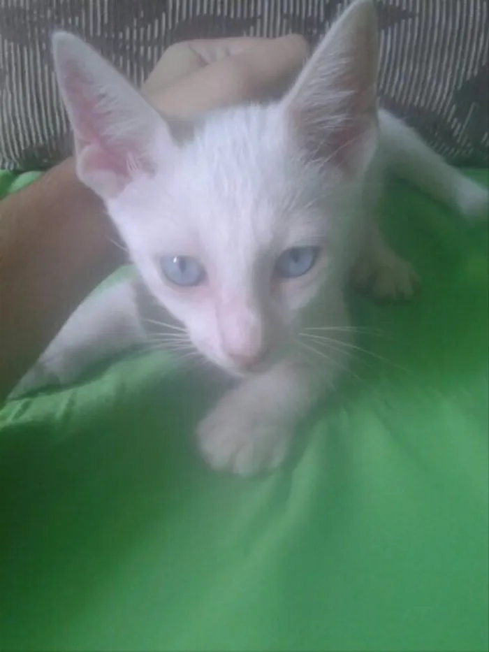 Gato raça E misturado  idade  nome Lili