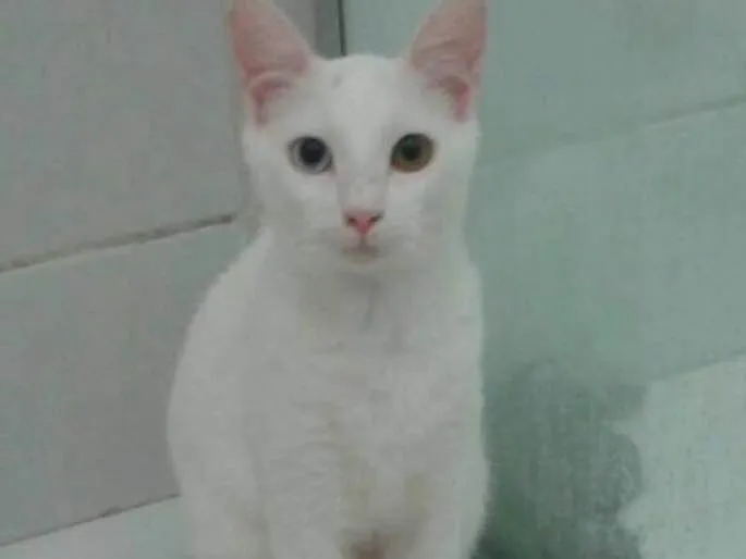 Gato raça E misturado  idade  nome Lili