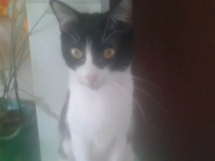 Gato raça E misturado  idade  nome Lili