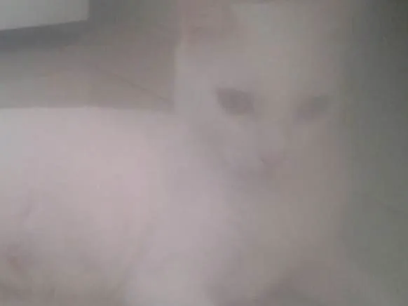 Gato raça E misturado  idade  nome Lili