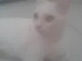 Lili